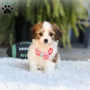 Scout, Cavachon Puppy